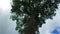 Banyan tree in the rainforest on Bali Indonesia