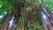 Banyan tree in the rainforest on Bali Indonesia