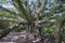 Banyan Tree Reaching Towards Camera