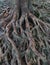 Banyan Tree roots over Earth Surface