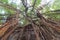 Banyan tree roots rumble down on an old stone wall