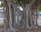 A Banyan tree showing its prop roots that allow it to spread laterally