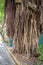 Banyan Tree Spanish Moss