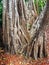 Banyan Tree, Sydney Botanical Gardens, Australia