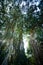 Banyan tree in tropical forest, Bali, Indonesia