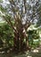 Banyan tree in a tropical garden