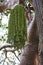 Banyan tree trunk and seeds close-up.