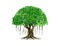 Banyan tree vector illustration with roots