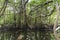 Banyan tree and watercourse in the jungle