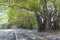 Banyan trees in Coral Gables, Miami