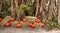 Banyan trees Ficus carica with pumpkins at Halloween