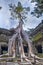 Banyan trees groving on walls of Ta Prohm temple