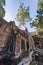 Banyan trees groving on walls of Ta Prohm temple