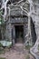 Banyan trees growing on buildings of Ta Prohm temple