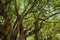 Banyan trees in the park