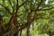 Banyan trees in the park