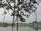 A Banyan trees roots over the pond in the evening