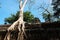 Banyan trees on ruins in Ta Prohm temple. Cambodia. Large aerial ficus roots on ancient stone wall. Abandoned ancient buildings.