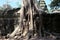 Banyan trees on ruins in Ta Prohm temple. Cambodia. Large aerial ficus roots on ancient stone wall. Abandoned ancient buildings.