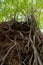 Banyan tropical fig tree roots