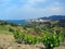 Banyuls village vineyard