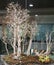 Banzai tree in business center to decorate interior