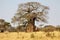 Baobab (Adansonia digitata)