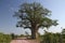 Baobab, Adansonia digitata at Mapungubwe National Park, Limpopo