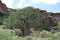 Baobab, Adansonia digitata at Mapungubwe National Park, Limpopo