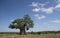 Baobab, Adansonia digitata at Mapungubwe National Park, Limpopo