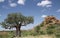 Baobab, Adansonia digitata at Mapungubwe National Park, Limpopo