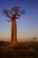 Baobab - Adansonia grandidieri