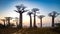 Baobab Alley at dawn - Madagascar