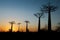 Baobab Alley at sunset - Madagascar