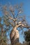 Baobab Amoureux, two baobabs in love, Madagascar