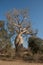 Baobab Amoureux, two baobabs in love, Madagascar