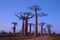 Baobab Avenue