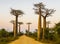 Baobab Avenue at dusk, with majestic silhouette of trees in foreground, Morondava, Madagascar