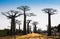 Baobab Avenue with majestic silhouette of trees in foreground, Morondava, Madagascar