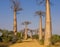 Baobab Avenue with majestic silhouette of trees in foreground, Morondava, Madagascar