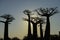 Baobab avenue, menabe