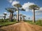 Baobab avenue in Morondava, Madagascar, Africa