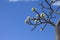 Baobab in bloom whit sky