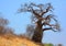 Baobab or boab, boaboa, bottle tree, upside-down tree