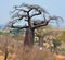 Baobab or boab, boaboa, bottle tree, upside-down tree