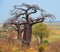 Baobab or boab, boaboa, bottle tree, upside-down tree