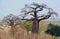 Baobab or boab, boaboa, bottle tree, upside-down tree