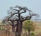 Baobab or boab, boaboa, bottle tree, upside-down tree