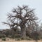 Baobab or boab, boaboa, bottle tree, upside-down tree,