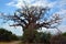 Baobab or boab, boaboa, bottle tree, upside-down tree,